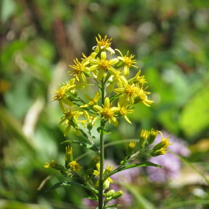 Zlatobýl obecný - Solidago virgaurea - semena zlatobýlu - 20 ks
