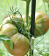 BIO Rajče Ananas Noire - Lycopersicon esculentum - bio semena rajčete - 6 ks