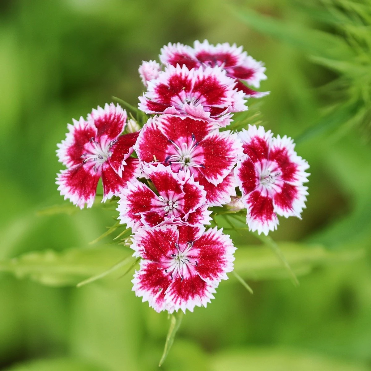 Hvozdík Super Parfait F1 - Dianthus Super Parf. Raspberry - semena hvozdíku - 16 ks