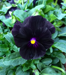 Violka rohatá Back to Black - Viola cornuta - semena violky - 120 ks