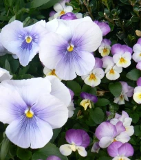 Violka rohatá Sorbet Icy Blue - Viola cornuta - semena violky - 20 ks