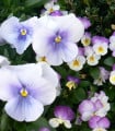Violka rohatá Sorbet Icy Blue - Viola cornuta - semena violky - 20 ks