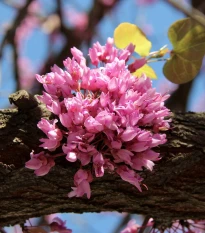 Zmarlika Jidášova - Cercis siliquastrum - semena zmarliky - 6 ks