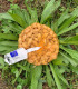 Cibule sazečka ozimá Shakespeare - Allium cepa - cibulky - 250 g