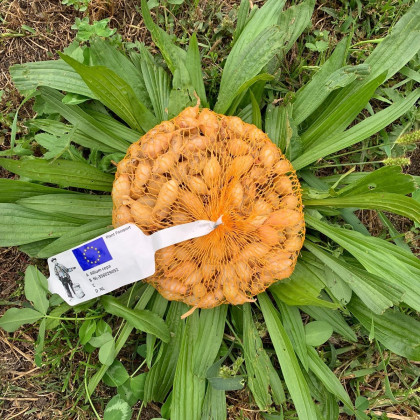 Cibule sazečka ozimá Shakespeare - Allium cepa - cibulky - 250 g