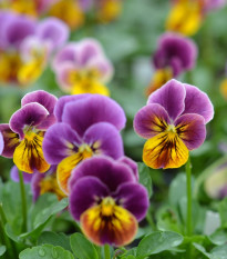 Violka rohatá Sorbet Antique shades - Viola cornuta - semena violky - 20 ks