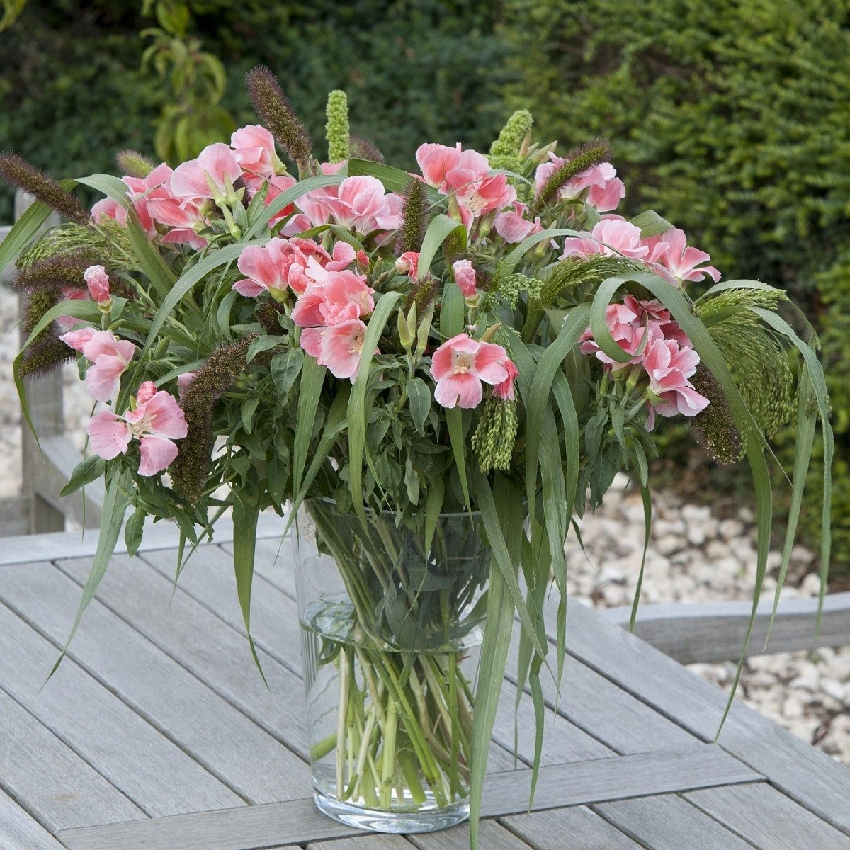 Zářivka velkokvětá Aurora - Godetia amoena - semena zářivky - 0,1 g