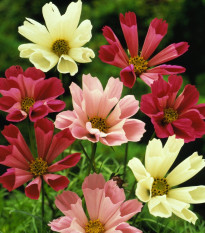 Krásenka zpeřená Sea Shells směs barev - Cosmos bipinnatus - semena krásenky - 80 ks