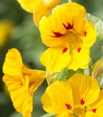 Lichořeřišnice větší Alaska Ladybird - Tropaeolum majus - semena lichořeřišnice - 10 ks