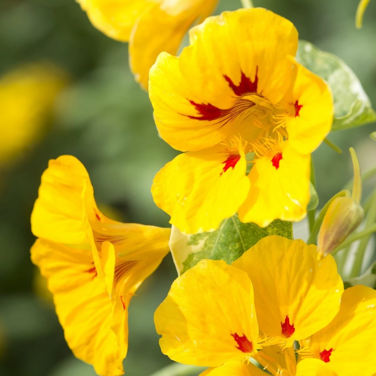 Lichořeřišnice větší Alaska Ladybird - Tropaeolum majus - semena lichořeřišnice - 10 ks