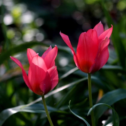 Tulipán Toronto - Tulipa - cibule tulipánu - 3 ks