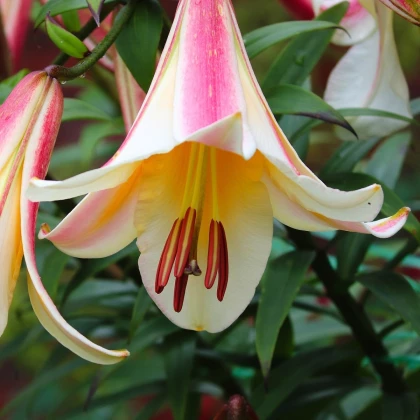 Lilie královská - Lilium regale - cibule lilie - 1 ks