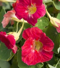 Lichořeřišnice nízká Tip Top Rose - Tropaeolum minus - semena lichořeřišnice - 10 ks