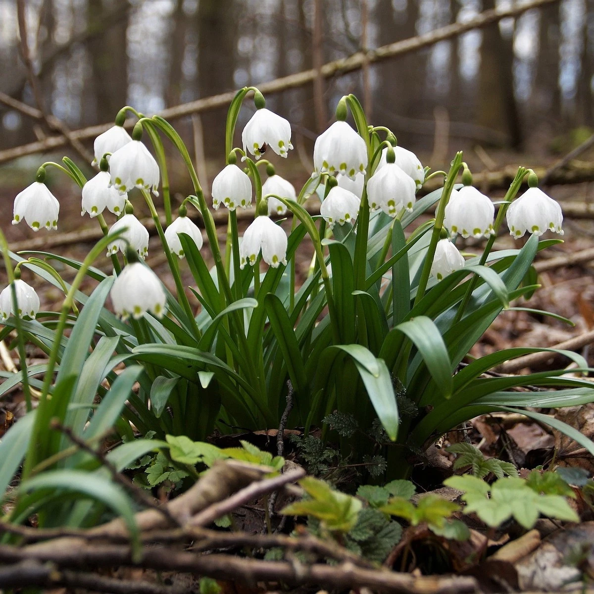 Bledule letní - Leucojum aestivum - cibule bledule - 2 ks