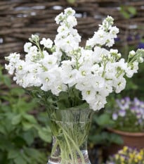 Fiala letní Anytime White - Matthiola incana - semena fialy - 60 ks