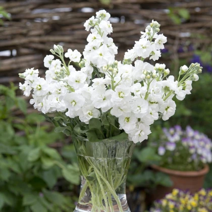 Fiala letní Anytime White - Matthiola incana - semena fialy - 60 ks