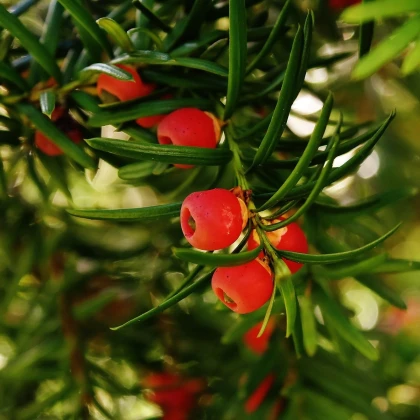 Tis červený - Taxus baccata - semena tisu - 5 ks