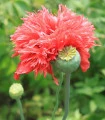 Mák setý Rose Feathers - Papaver somniferum - semena máku - 200 ks