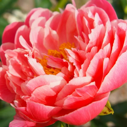 Pivoňka Coral Sunset - Paeonia lactiflora - hlízy pivoňky - 1 ks