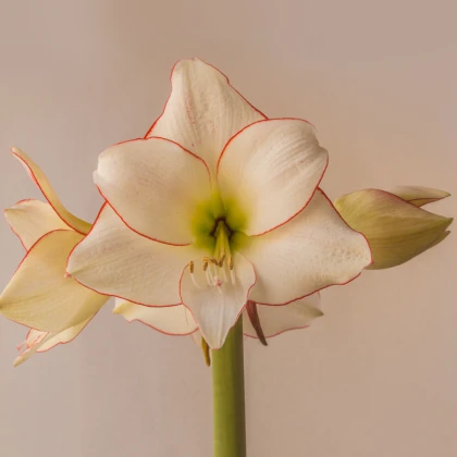 Hvězdník Picotee - Hippeastrum - cibule hvězdníku - 1 ks