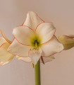 Hvězdník Picotee - Hippeastrum - cibule hvězdníku - 1 ks