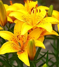 Lilie Yellow Tiger - Lilium lancifolium - cibule lilie - 1 ks