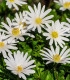 Sasanka vábná White Splendour - Anemone blanda - hlízy sasanky - 3 ks