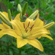 Lilie Yellow Planet - Lilium lancifolium - cibule lilie - 1 ks