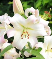 Lilie Pretty Woman - Lilium - cibule lilie - 1 ks