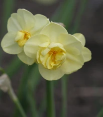 Narcis Cheerfulness - Narcissus - cibule narcisu - 3 ks
