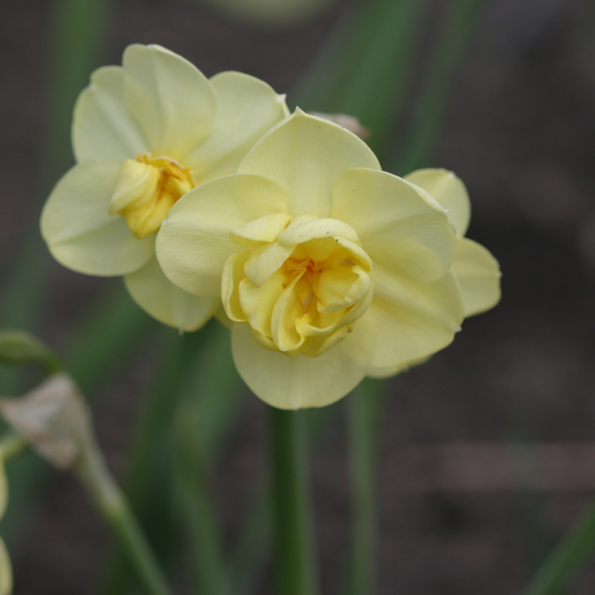 Narcis Cheerfulness - Narcissus - cibule narcisu - 3 ks