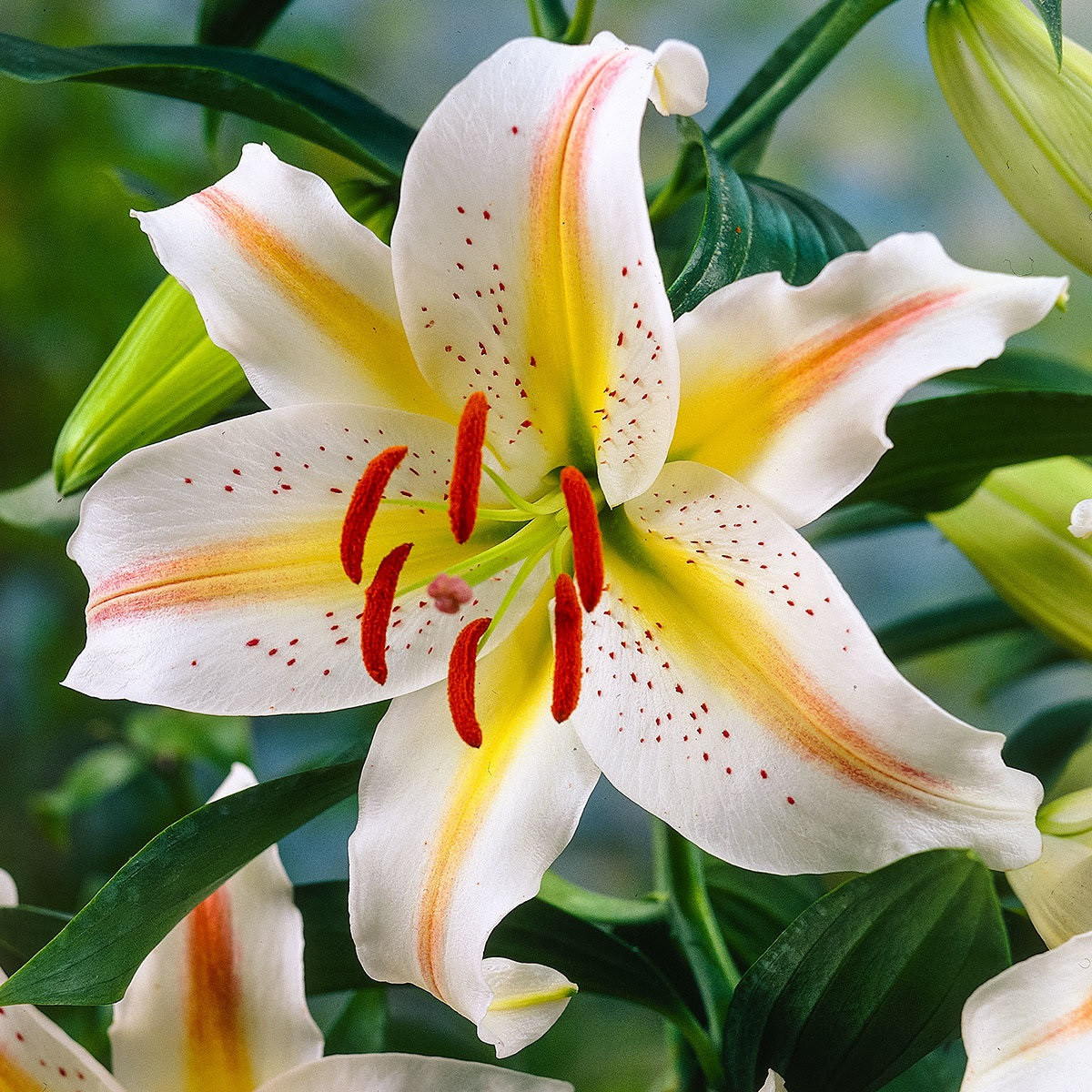 Lilie Garden Party - Lilium - cibule lilie - 1 ks