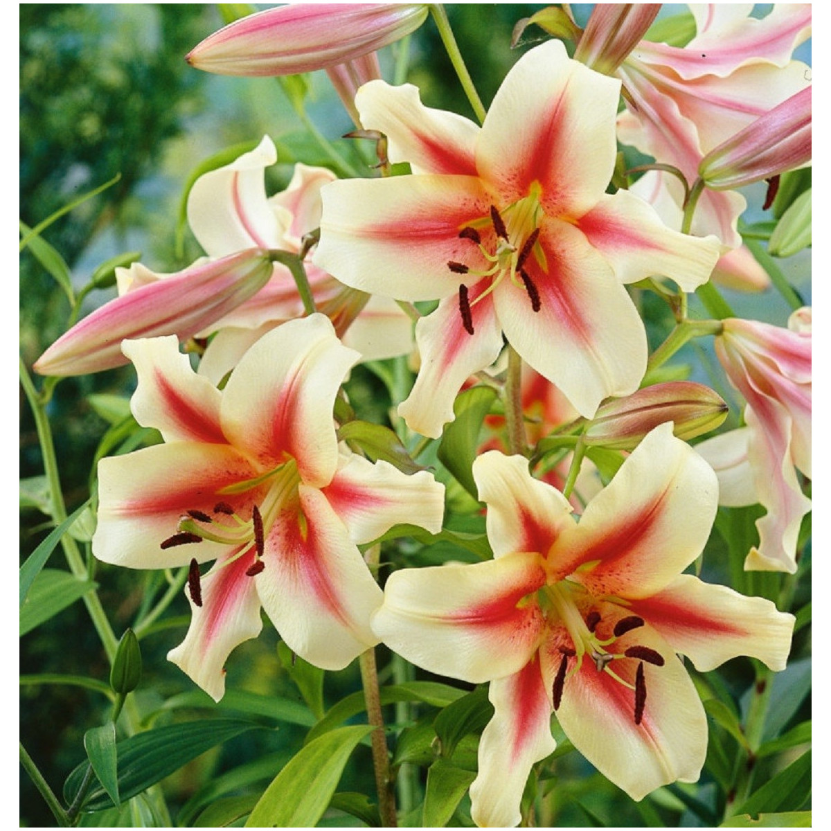 Lilie Lavon - Lilium - cibule lilie - 1 ks