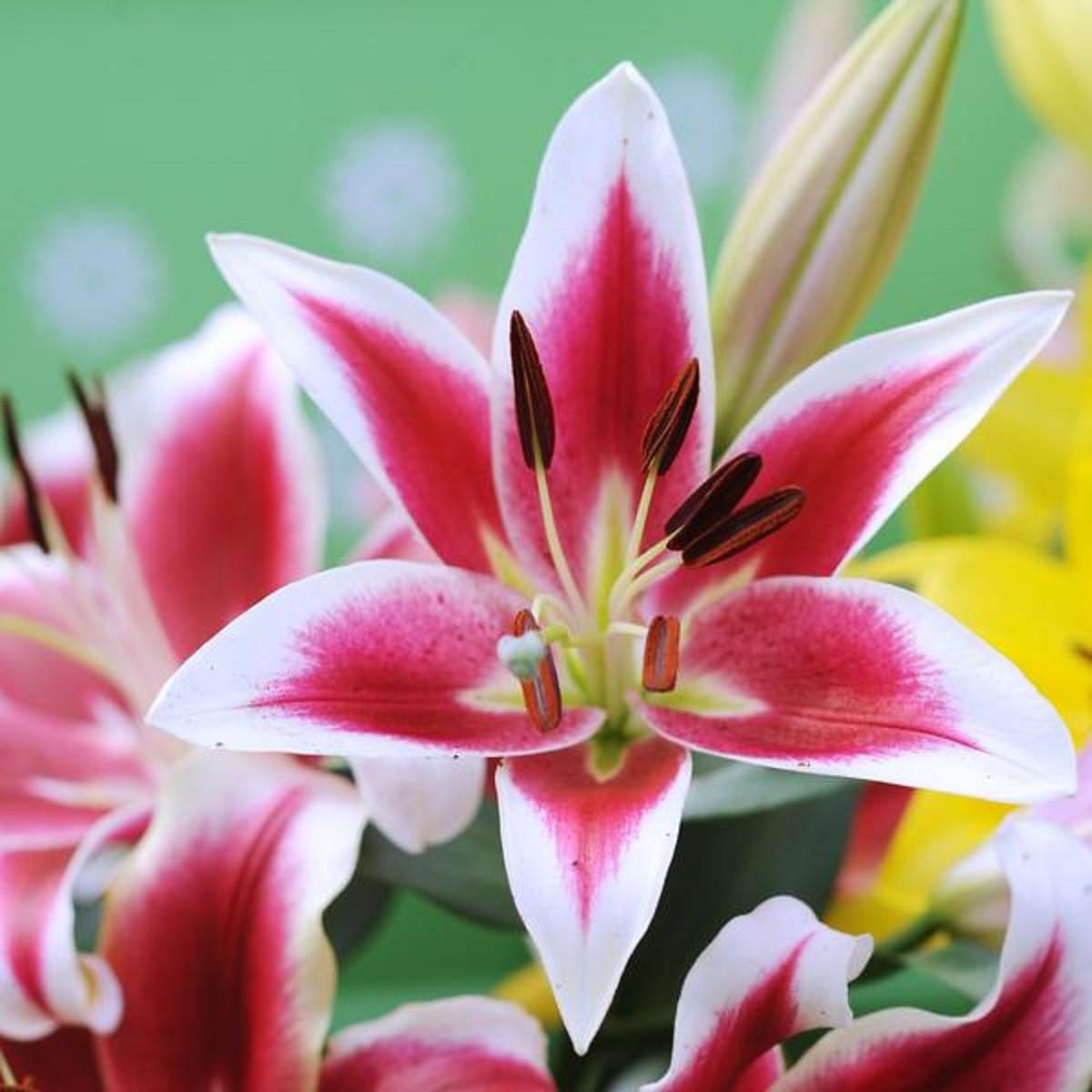 Lilie Garden Pleasure - Lilium x hybridum - cibule lilie - 1 ks