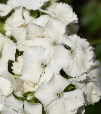 Hvozdík bradatý Sweet William - Dianthus barbatus - semena hvozdíku - 18 ks