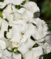 Hvozdík bradatý Sweet William - Dianthus barbatus - semena hvozdíku - 18 ks