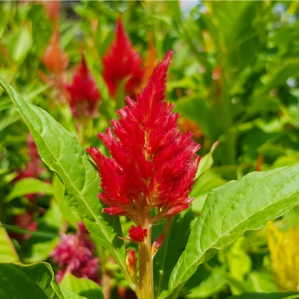 Nevadlec ohnivý - Celosia plumosa - semena celosie - 50 ks