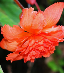 Begonie třepatá oranžová - Begonia fimbriata - cibule begonie - 2 ks