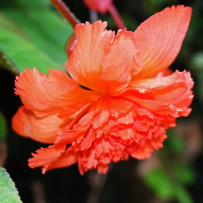 Begonie třepenitá oranžová - Begonia fimbriata - hlízy begonie - 2 ks