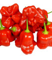 Chilli Mushroom Red - Capsicum chinense - semena chilli - 6 ks
