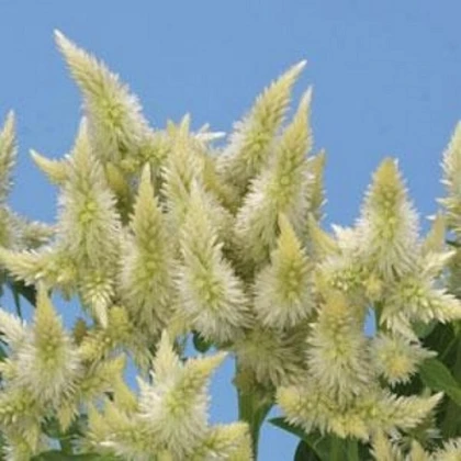 Nevadlec klasnatý bílý - Celosia spicata - semena celosie - 10 ks