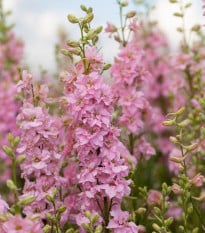 Stračka Qis Rose - Delphinium consolida - semena stračky - 100 ks