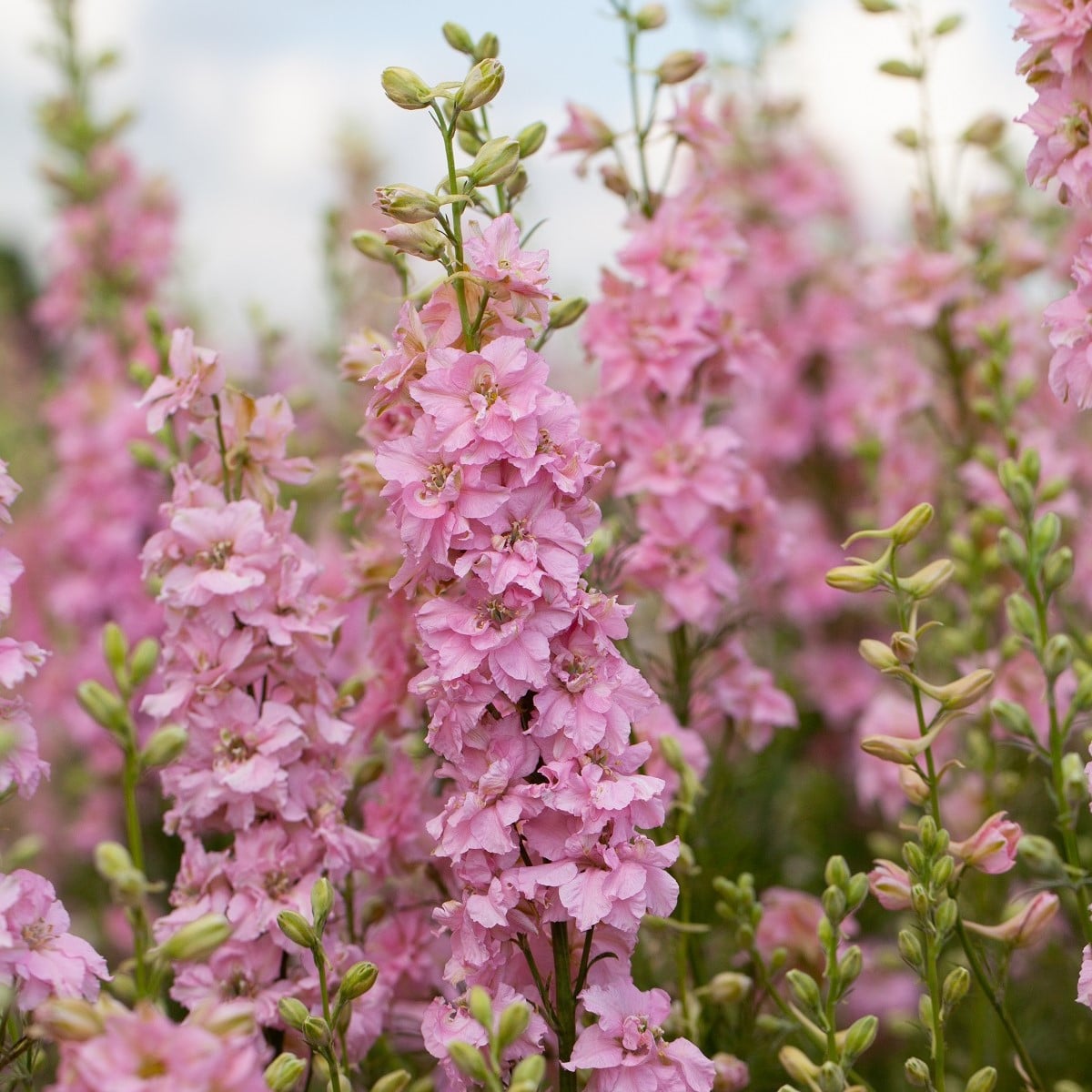 Stračka Qis Rose - Delphinium consolida - semena stračky - 100 ks
