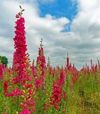 Stračka Carmine King - Delphinium imperialis - semena stračky - 100 ks