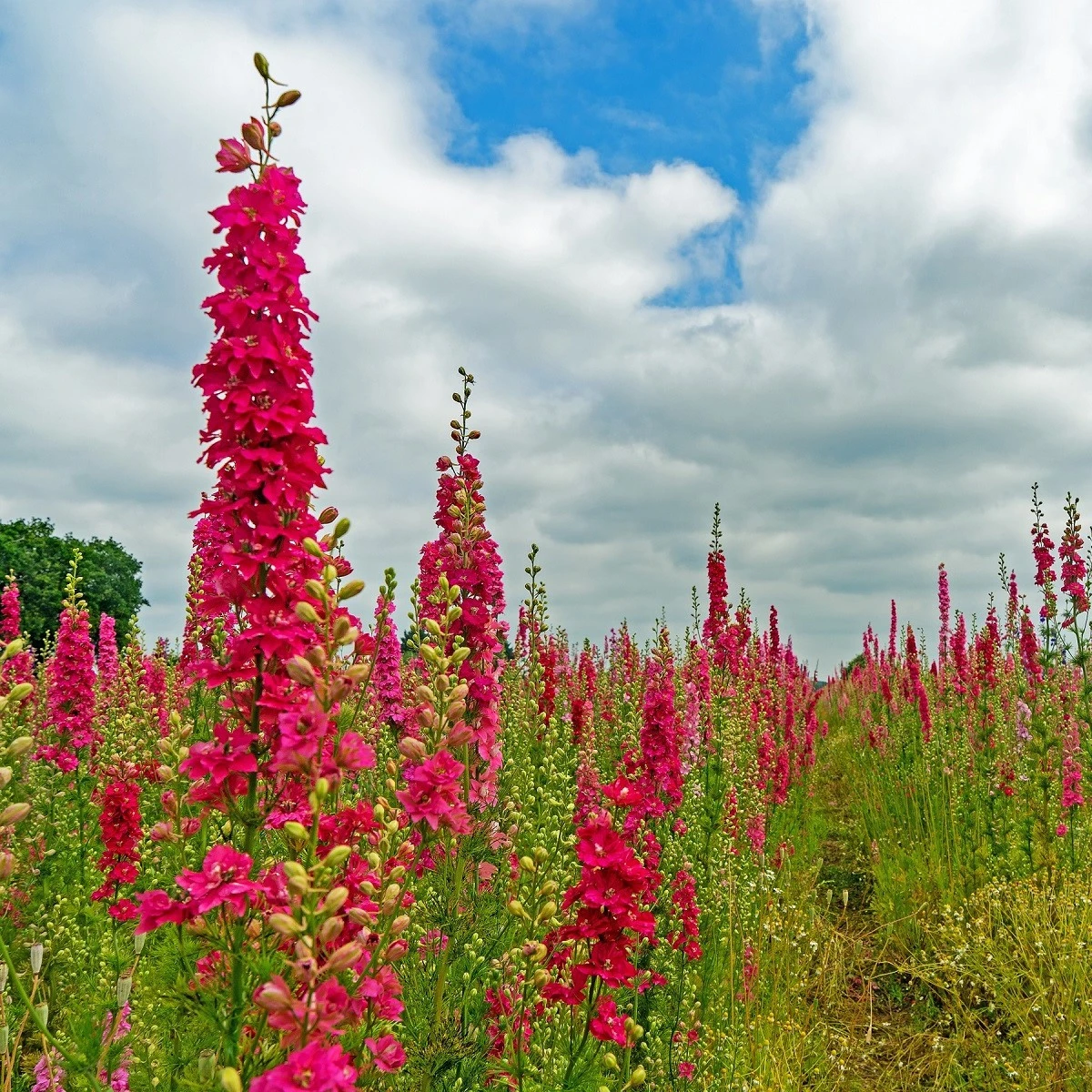 Stračka Carmine King - Delphinium imperialis - semena stračky - 100 ks