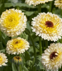 Měsíček lékařský Ivory Princess - Calendula officinalis - semena měsíčku - 40 ks