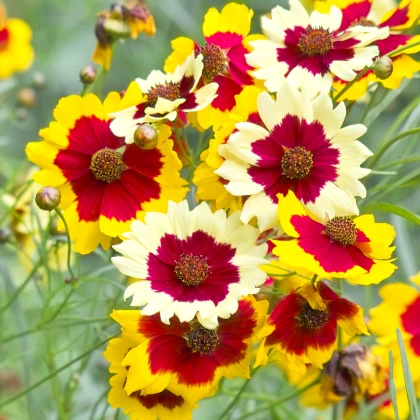 Krásnoočko Incredible Dwarf Mix - Coreopsis hybrida - semena krásnoočka - 200 ks