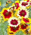Krásnoočko Incredible Dwarf Mix - Coreopsis hybrida - semena krásnoočka - 200 ks