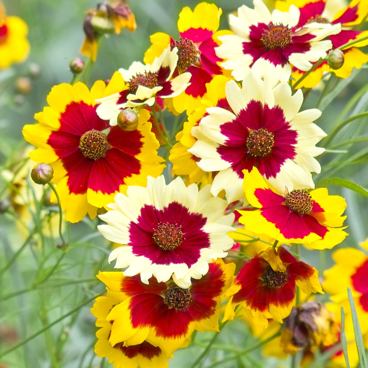 Krásnoočko Incredible Dwarf Mix - Coreopsis hybrida - semena krásnoočka - 200 ks