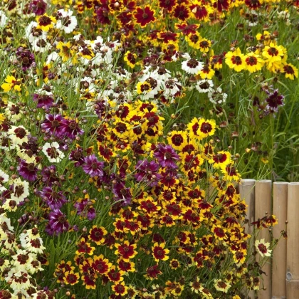 Krásnoočko Incredible Dwarf Mix - Coreopsis hybrida - semena krásnoočka - 200 ks